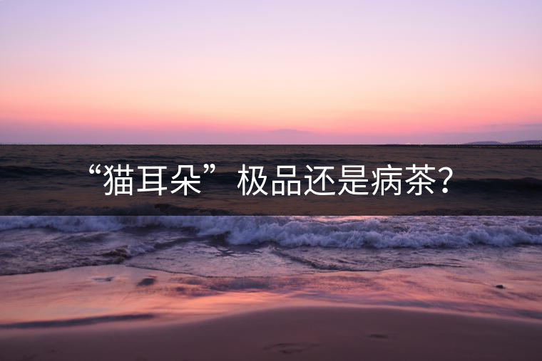 “貓耳朵”極品還是病茶？