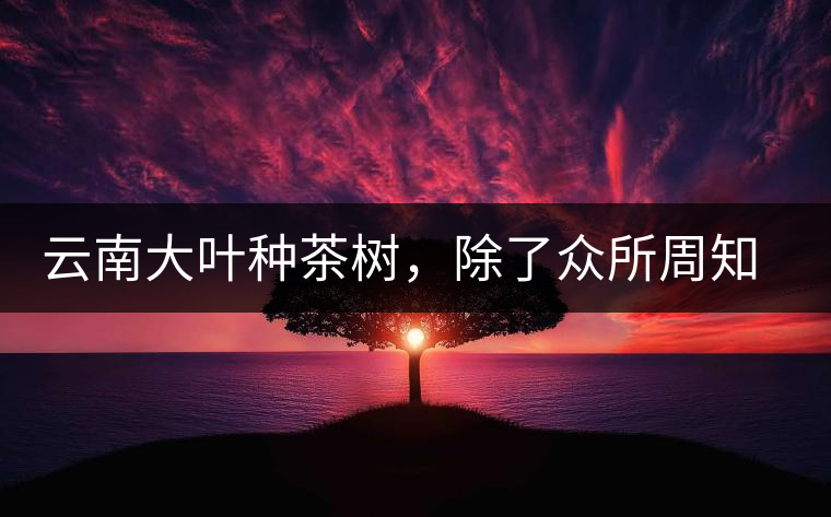 云南大葉種茶樹，除了眾所周知的“勐庫種”“勐海種”以外，還有那些品質獨特的品種呢