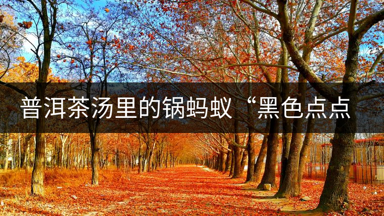 普洱茶湯里的鍋螞蟻“黑色點(diǎn)點(diǎn)”要如何處理，如何預(yù)防？
