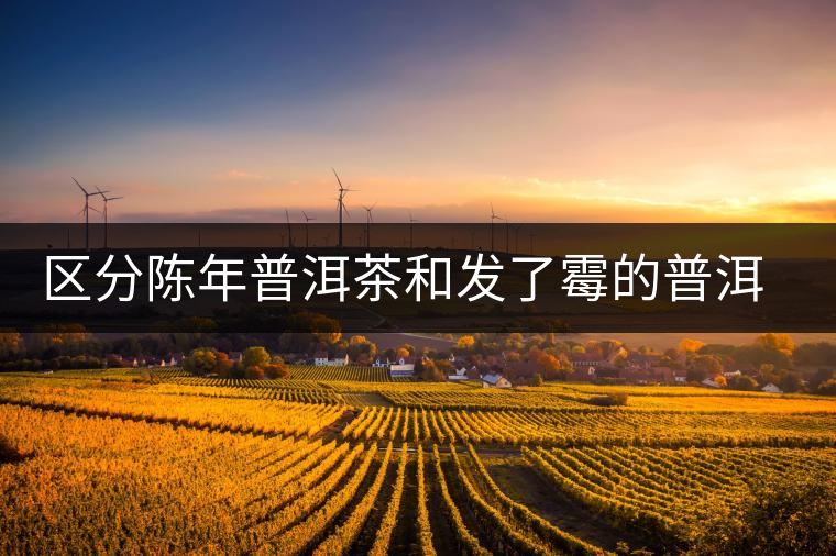 區(qū)分陳年普洱茶和發(fā)了霉的普洱有什么不同？