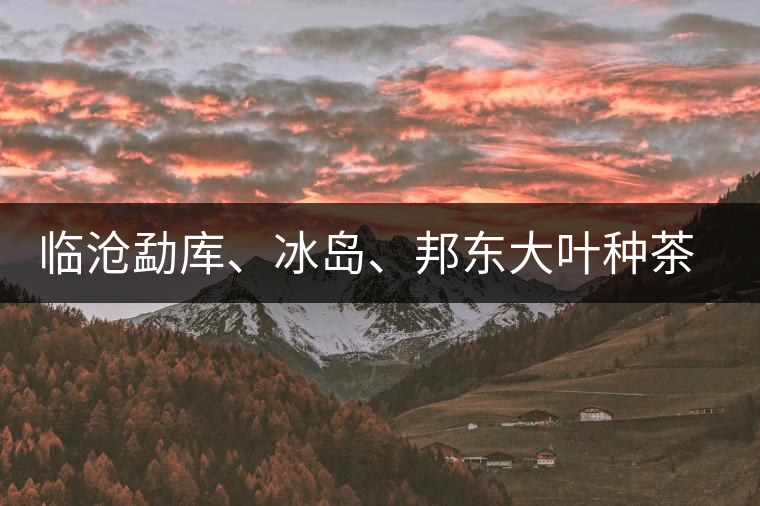 臨滄勐庫(kù)、冰島、邦東大葉種茶的解析