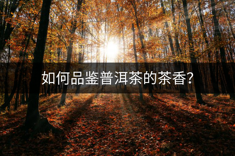 如何品鑒普洱茶的茶香？