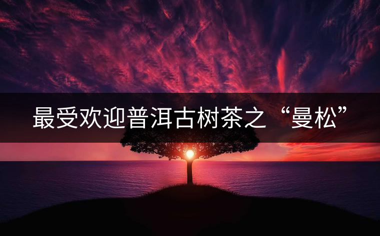 最受歡迎普洱古樹茶之“曼松”