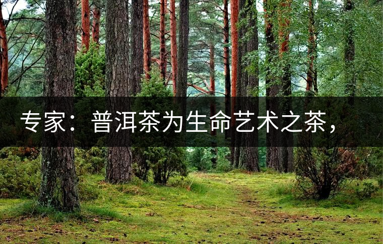 專家：普洱茶為生命藝術(shù)之茶，現(xiàn)低價(jià)時(shí)期可投資收茶