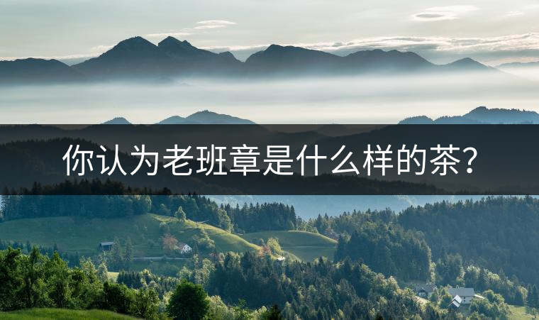 你認為老班章是什么樣的茶？