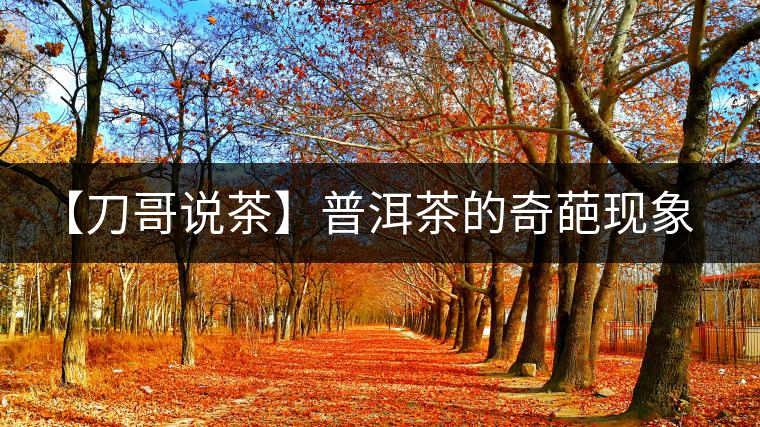 【刀哥說茶】普洱茶的奇葩現(xiàn)象之——新茶比老茶貴！