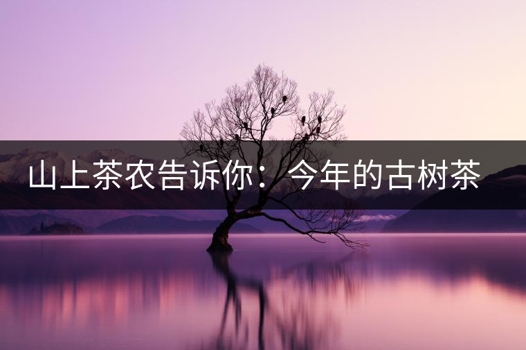 山上茶農(nóng)告訴你：今年的古樹(shù)茶為什么那么貴？