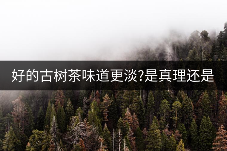 好的古樹茶味道更淡?是真理還是謠言? 好的古樹茶味道更淡?是真理還是謠言?