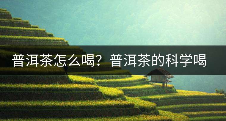 普洱茶怎么喝？普洱茶的科學(xué)喝法