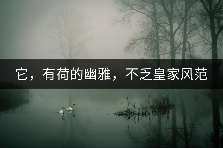 它，有荷的幽雅，不乏皇家風范