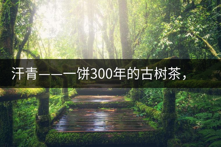 汗青——一餅300年的古樹茶，教您如何品鑒它的真諦