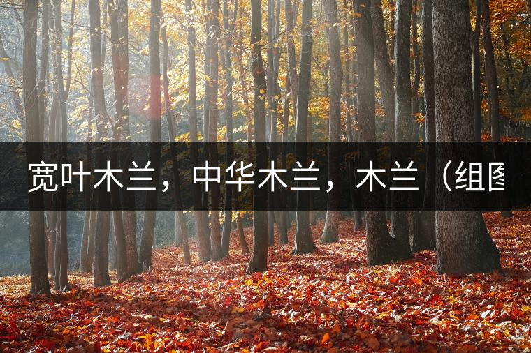 寬葉木蘭，中華木蘭，木蘭（組圖）