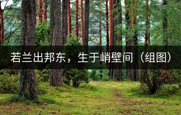 若蘭出邦東，生于峭壁間（組圖）