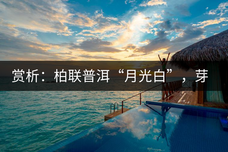 賞析：柏聯(lián)普洱“月光白”，芽白葉黑香甜四溢