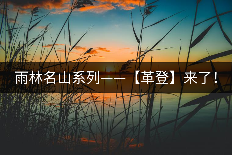 雨林名山系列——【革登】來了！