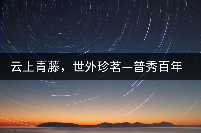 云上青藤，世外珍茗—普秀百年藤條茶即將上市