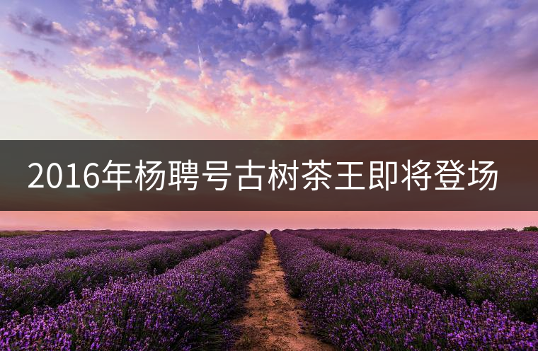 2016年楊聘號(hào)古樹(shù)茶王即將登場(chǎng)！