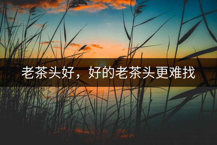 老茶頭好，好的老茶頭更難找