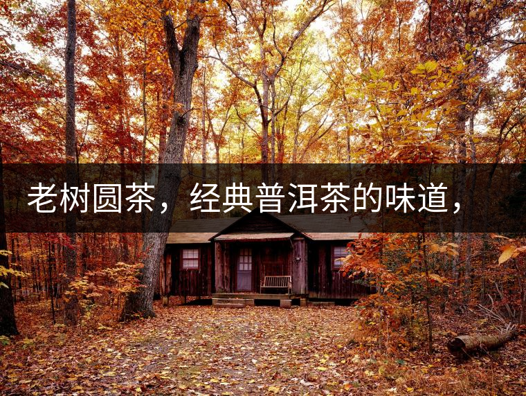 老樹圓茶，經(jīng)典普洱茶的味道，即將上市