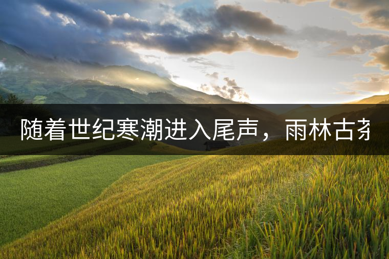 隨著世紀寒潮進入尾聲，雨林古茶坊