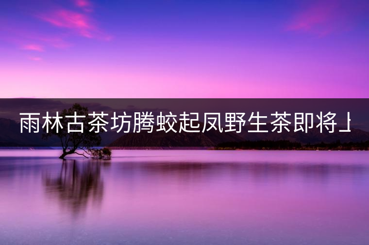 雨林古茶坊騰蛟起鳳野生茶即將上市！