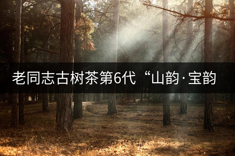 老同志古樹茶第6代“山韻·寶韻”即將上市！