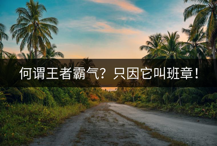 何謂王者霸氣？只因它叫班章！
