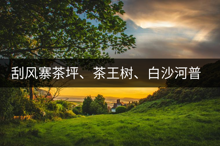 刮風(fēng)寨茶坪、茶王樹(shù)、白沙河普洱茶怎么樣