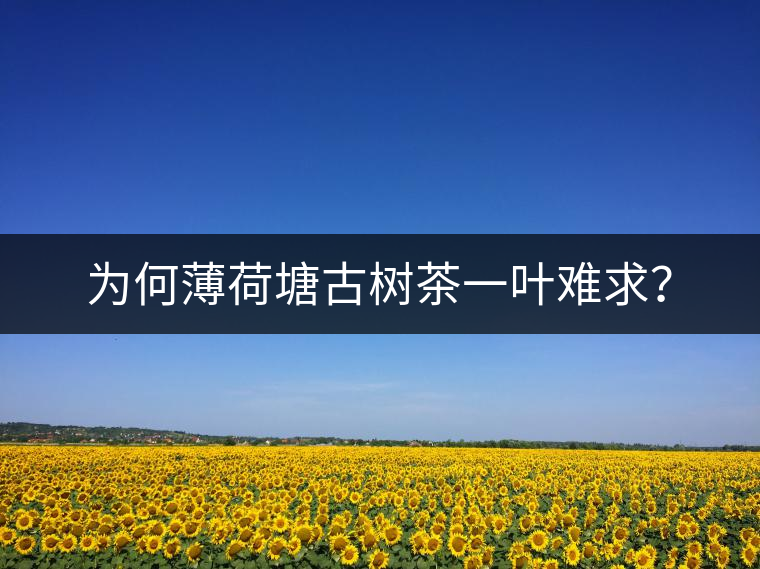 為何薄荷塘古樹茶一葉難求？