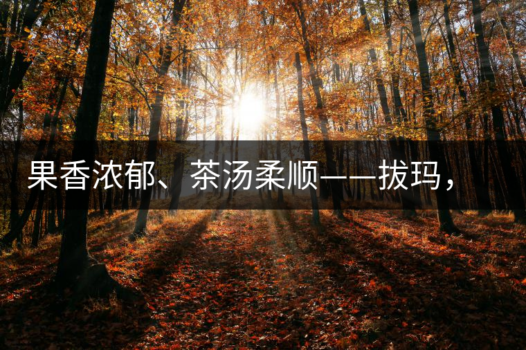 果香濃郁、茶湯柔順——拔瑪，南糯山最好的茶