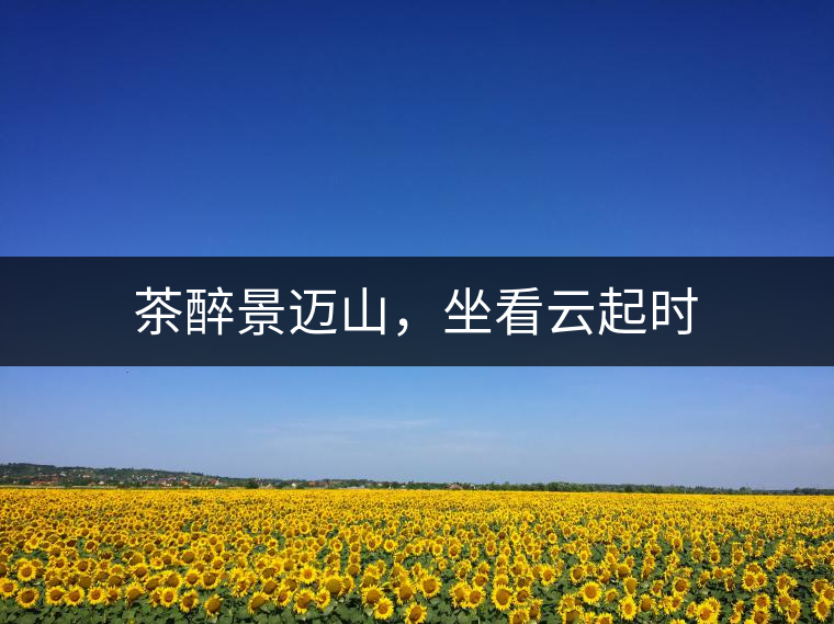 茶醉景邁山，坐看云起時