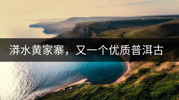 漭水黃家寨，又一個優(yōu)質普洱古樹群落