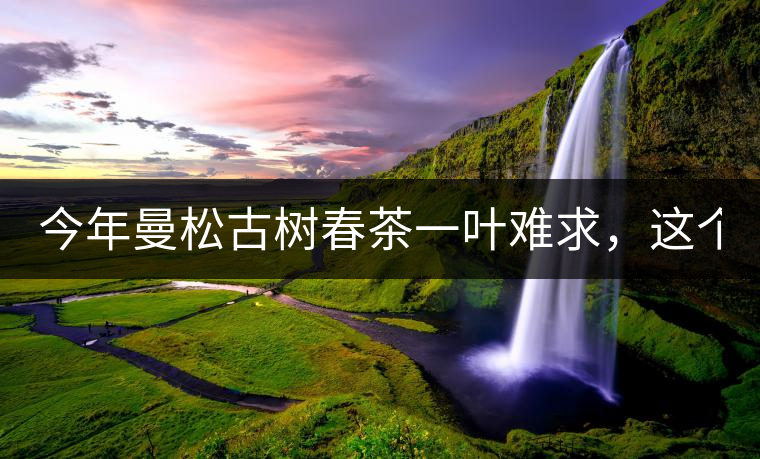 今年曼松古樹春茶一葉難求，這個鍋真不該茶商背!