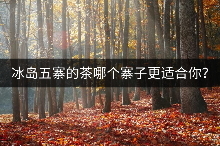 冰島五寨的茶哪個寨子更適合你？