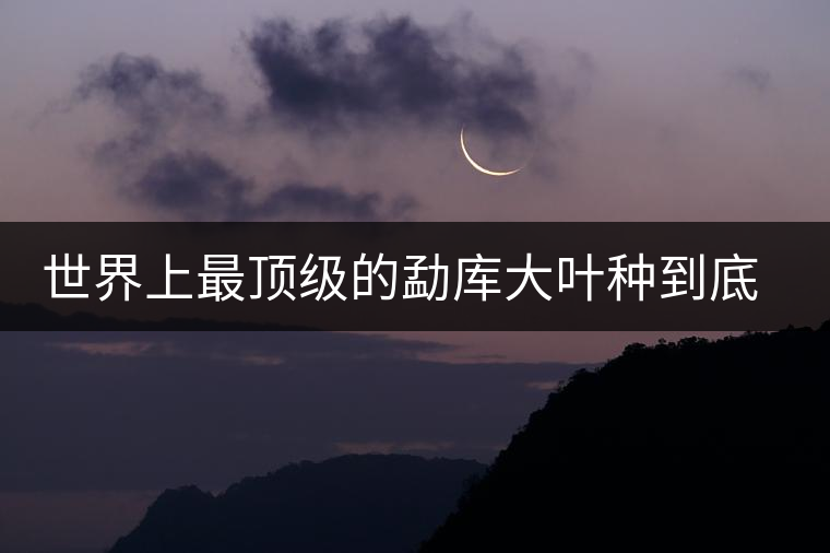 世界上最頂級(jí)的勐庫大葉種到底是什么？這篇文章講透了