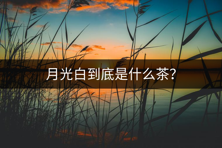 月光白到底是什么茶？