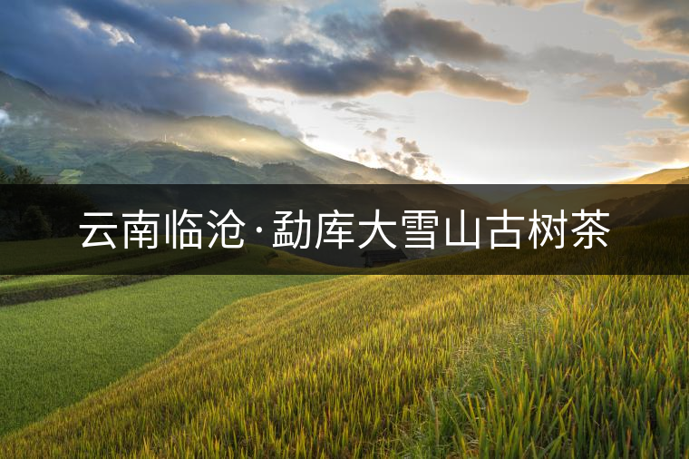 云南臨滄·勐庫大雪山古樹茶