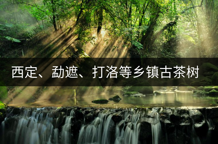 西定、勐遮、打洛等鄉(xiāng)鎮(zhèn)古茶樹資源