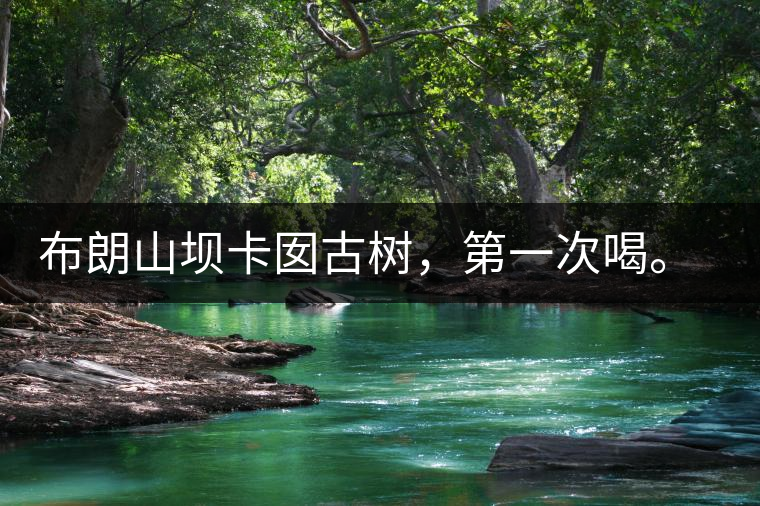 布朗山壩卡囡古樹，第一次喝。感覺不錯(cuò)，這茶不苦