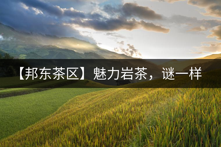 【邦東茶區(qū)】魅力巖茶，謎一樣的邦東！