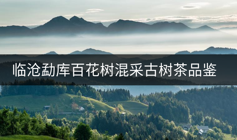 臨滄勐庫(kù)百花樹混采古樹茶品鑒報(bào)告