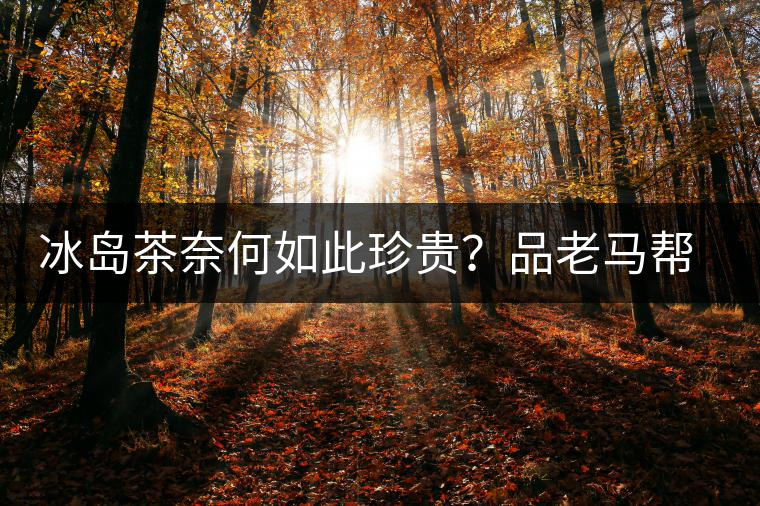 冰島茶奈何如此珍貴？品老馬幫之“冰島老寨”，答案在這里！