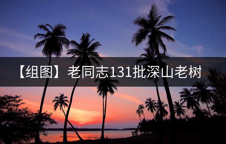 【組圖】老同志131批深山老樹茶開(kāi)湯