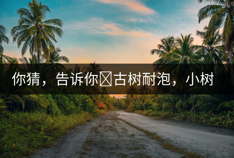 你猜，告訴你?古樹耐泡，小樹、臺地不耐泡都是什么心理？