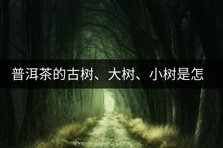 普洱茶的古樹、大樹、小樹是怎樣劃分的？