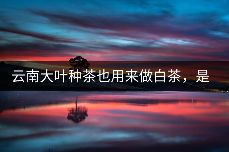 云南大葉種茶也用來做白茶，是真的好喝嗎？