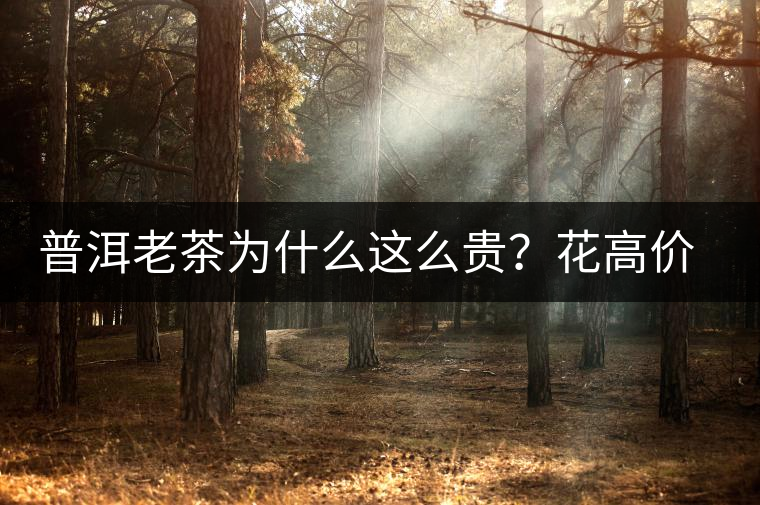 普洱老茶為什么這么貴？花高價買值嗎？