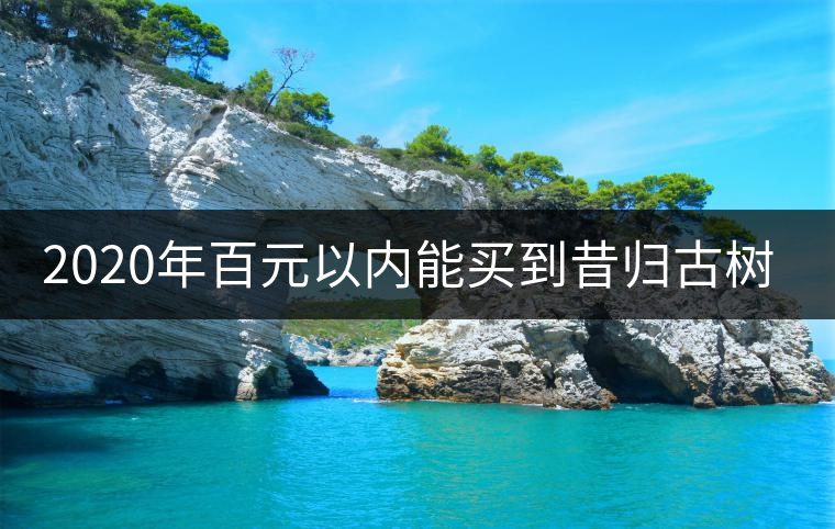 2020年百元以內(nèi)能買到昔歸古樹嗎？