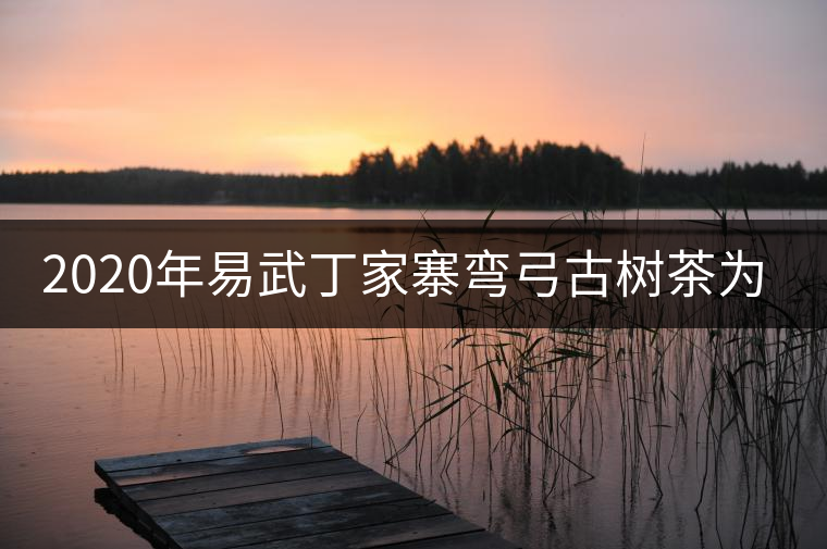 2020年易武丁家寨彎弓古樹茶為什么這么受追捧！