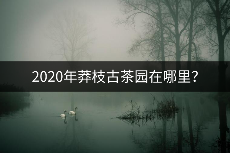 2020年莽枝古茶園在哪里？